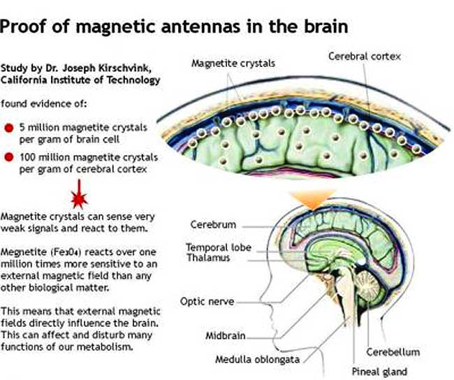 magnetite brain